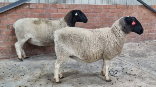 2x DORPER FEMALE C&J LEWENDE HAWE (Pay per animal}