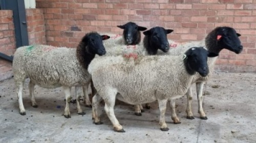 5x DORPER FEMALE C&J LEWENDE HAWE (Pay per animal}
