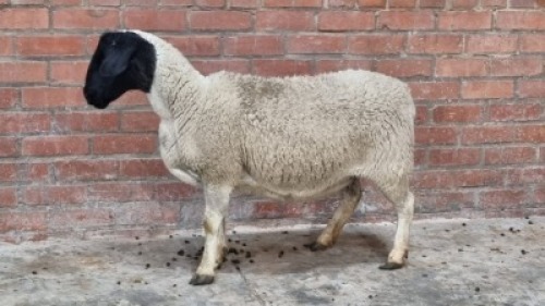 1x DORPER FEMALE C&J LEWENDE HAWE