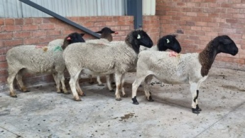 5x DORPER FEMALE C&J LEWENDE HAWE (Pay per animal}