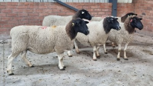 5x DORPER FEMALE C&J LEWENDE HAWE