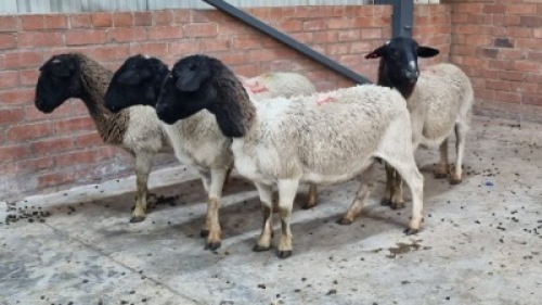 4x DORPER FEMALE C&J LEWENDE HAWE (Pay per animal}