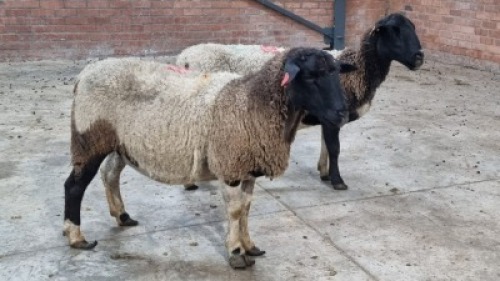 2x DORPER TIPE FEMALE C&J LEWENDE HAWE (Pay per animal}