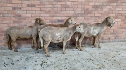 5x MEATMASTER FEMALE TOM MARKRAM (Pay per animal}
