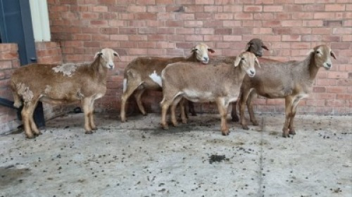 5x MEATMASTER FEMALE TOM MARKRAM (Pay per animal}