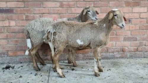 2x MEATMASTER FEMALE TOM MARKRAM (Pay per animal}