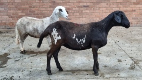 2x MEATMASTER FEMALE TOM MARKRAM (Pay per animal}