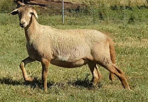 1X OOI/EWE B3 Genetics - Charles Freeme - 074 207 0007 (Highest Bidder may choose A, B, C or D of Lot round or take all - Pay per piece. Choice once per Lot round, Rest to take all)