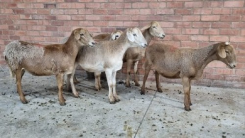 5x MEATMASTER FEMALE TOM MARKRAM (Pay per animal}