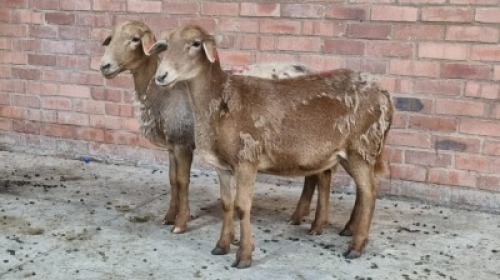 2x MEATMASTER FEMALE TOM MARKRAM (Pay per animal}