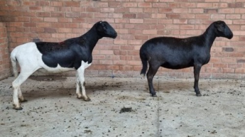 2x MEATMASTER FEMALE TOM MARKRAM (Pay per animal}