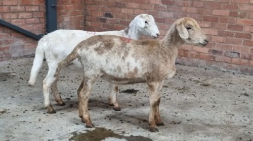 2x MEATMASTER FEMALE TOM MARKRAM (Pay per animal}
