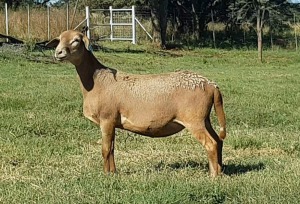 1X OOI/EWE B3 Genetics - Charles Freeme - 074 207 0007