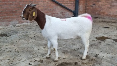 1x BOERBOK FEMALE ERIK MEYER