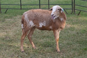 1X OOI/EWE B3 Genetics - Charles Freeme - 074 207 0007 (Highest Bidder may choose A, B, C or D of Lot round or take all - Pay per piece. Choice once per Lot round, Rest to take all)
