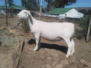 LOT 77 1X WHITE DORPER PREGNANT STUD OOI/EWE TROMP CILLIERS