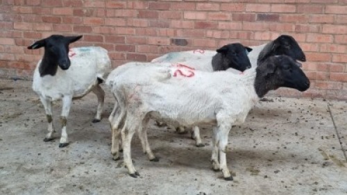 4x DORPER FEMALE CHARMAINE CASILLO (Pay per animal}