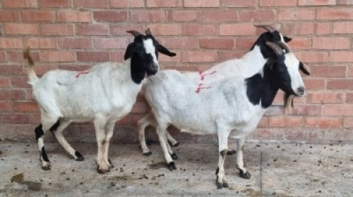 3x INDIGENOUS GOAT FEMALE ROTSHIDZWA MPHAGE (Pay per animal}