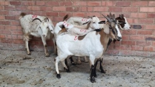 5x INDIGENOUS GOAT FEMALE ROTSHIDZWA MPHAGE (Pay per animal}