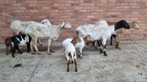 4x MEATMASTER TIPE FEMALE CHARMAINE CASILLO (Pay per animal}