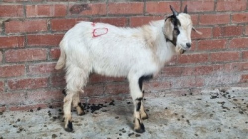 1x INDIGENOUS GOAT MALE ROTSHIDZWA MPHAGE