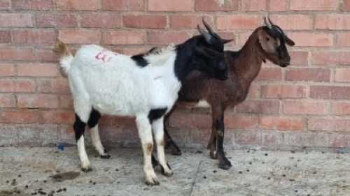 2x MBUZI FEMALE ROTSHIDZWA MPHAGE (Pay per animal}