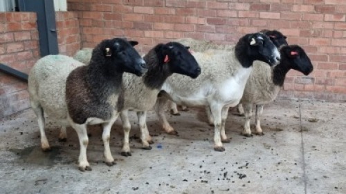 5x DORPER FEMALE C&J LEWENDE HAWE (Pay per animal}