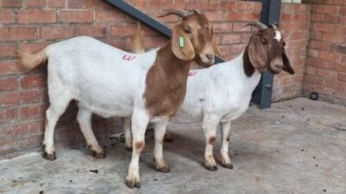 2x BOERBOK FEMALE VAUGHN OLCKERS (Pay per animal}