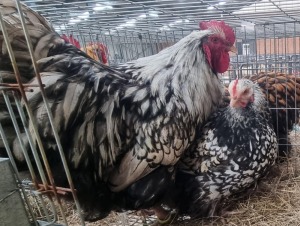 2x HOENDERS / CHICKENS MALE AND FEMALE HANNES VAN STADEN (Pay per animal}