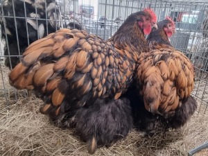 2x HOENDERS / CHICKENS FEMALE HANNES VAN STADEN (Pay per animal}