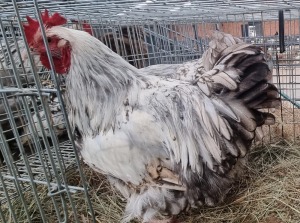 2x HOENDERS / CHICKENS MALE AND FEMALE HANNES VAN STADEN (Pay per animal}