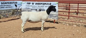 LOT 66 1X DORPER T5 OOI/EWE TOP B DORPER STUD