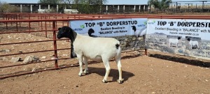 LOT 67 1X DORPER PREGNANT STUD OOI/EWE TOP B DORPER STUD