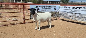 LOT 70 1X DORPER PREGNANT FLOCK OOI/EWE TOP B DORPER STUD