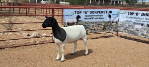 LOT 69 1X DORPER PREGNANT STUD OOI/EWE TOP B DORPER STUD