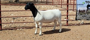 LOT 68 1X DORPER PREGNANT STUD OOI/EWE TOP B DORPER STUD