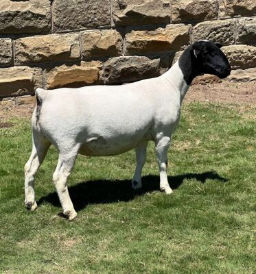 LOT 26 1X DORPER PREGNANT T5 OOI/EWE LEROY PHILLIPS DORPERS