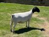 LOT 28 1X DORPER PREGNANT T5 OOI/EWE LEROY PHILLIPS DORPERS