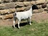 LOT 29 1X DORPER PREGNANT T5 OOI/EWE LEROY PHILLIPS DORPERS