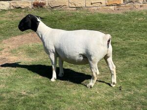 LOT 30 1X DORPER PREGNANT T5 OOI/EWE LEROY PHILLIPS DORPERS