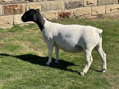 LOT 36 1X DORPER PREGNANT T5 OOI/EWE LEROY PHILLIPS DORPERS