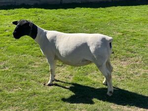 LOT 37 1X DORPER PREGNANT T5 OOI/EWE LEROY PHILLIPS DORPERS