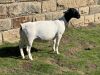 LOT 38 1X DORPER PREGNANT T5 OOI/EWE LEROY PHILLIPS DORPERS