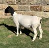 LOT 39 1X DORPER PREGNANT T5 OOI/EWE LEROY PHILLIPS DORPERS - 2