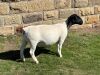 LOT 40 1X DORPER PREGNANT T5 OOI/EWE LEROY PHILLIPS DORPERS