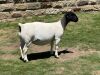 LOT 51 1X DORPER PREGNANT STUD OOI/EWE LEROY PHILLIPS DORPERS