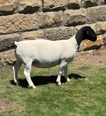 LOT 53 1X DORPER PREGNANT STUD OOI/EWE LEROY PHILLIPS DORPERS