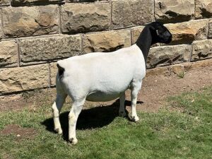 LOT 54 1X DORPER PREGNANT SUTD OOI/EWE LEROY PHILLIPS DORPERS