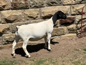 LOT 55 1X DORPER PREGNANT STUD OOI/EWE LEROY PHILLIPS DORPERS