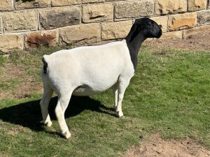 LOT 61 1X DORPER PREGNANT FLOCK OOI/EWE LEROY PHILLIPS DORPERS